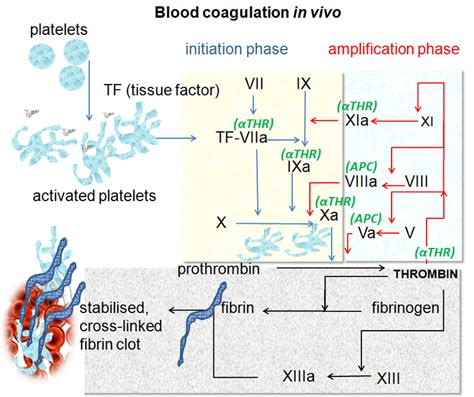 What Is The Difference Between Clotting Factor 8 And 9 Compare The