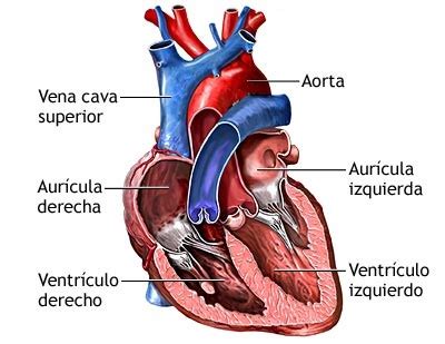 DIBUJOS IMAGENES BIOLOGIA SISTEMA APARATO: IMAGENES DE LAS PARTES DEL ...