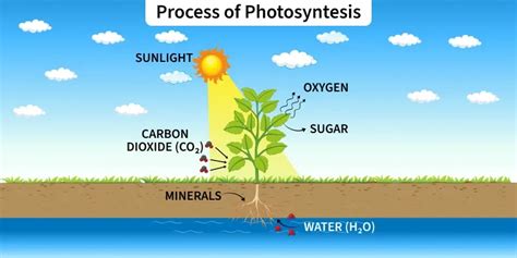 photosynthesis geeksforgeeks