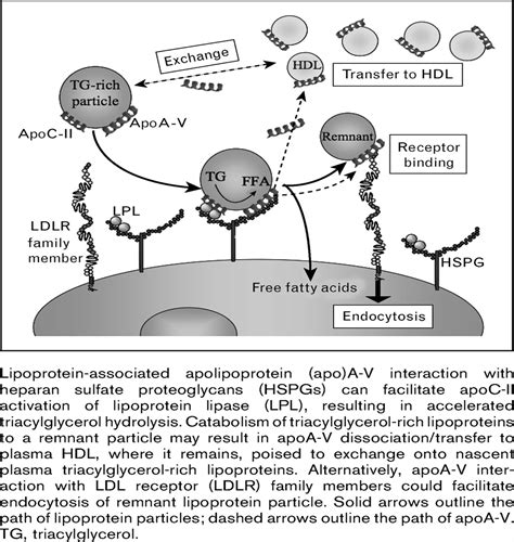 Characterization of apolipoprotein A-V structure and mode of ...