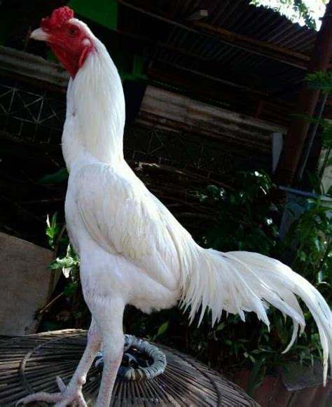 Inspirasi Populer Nama Warna Ayam Bangkok