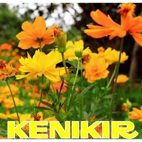 Jual 20 Biji Benih Bibit Kenikir Kuning Orange Mix Bunga Cosmos