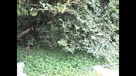 Fucking American Stallions Chapter 04 Hardcore Porn Feat Agatha Cristine XHamster