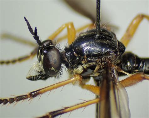 Dioctria Oelandica Male Head Thorax Ryton Wood Warwic Flickr