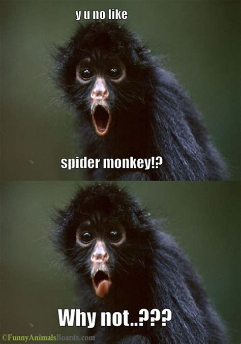 Spider Monkey | The Best Things In Life Are Funny | Pinterest | Monkey ...