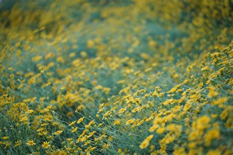 Blooming Yellow Daisies · Free Stock Photo