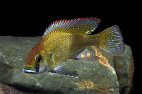 Astatotilapia Burtoni Cichlid Small