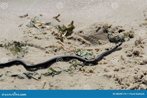 Water Snake Crawling On Sand Riverbank Stock Photo Image Of Nature