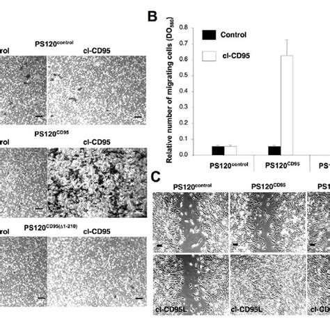 Cl Cd95l Promotes A Cell Migration Through A Ca 2 Pi3k Akt Signal