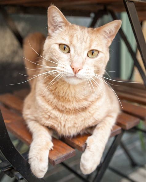 Light Ginger Tabby Cat Sitting Chair Outside Under Table Stock Photos