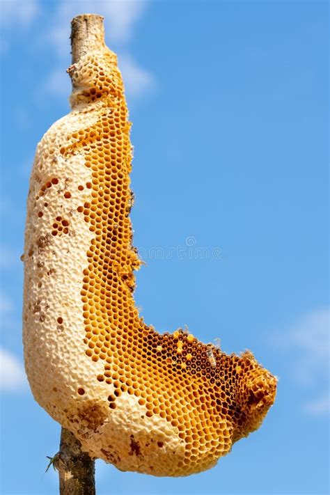 Natural bee hive stock image. Image of comb, beehive - 134763123