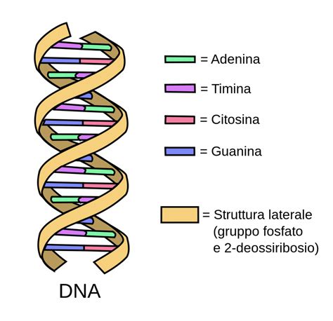 Tutto Sul Dna Spiegato Ai Bambini In Modo Semplice Cos Forma Geni