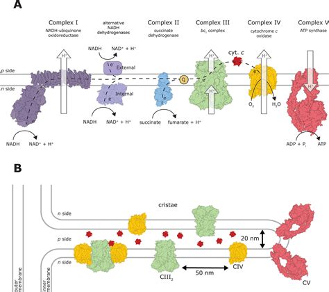 Structure And Mechanism Of Respiratory Iiiiv Supercomplexes In