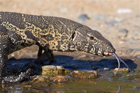 Nile Monitor Lizard - Facts, Adult Size, Habitat, Diet, Pictures