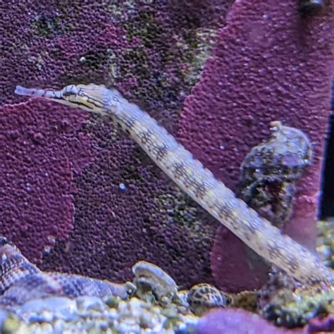dragonface pipefish barrier reef aquariums