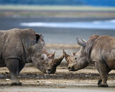 Premium Photo Two Rhinoceros Are Fighting With Each Other