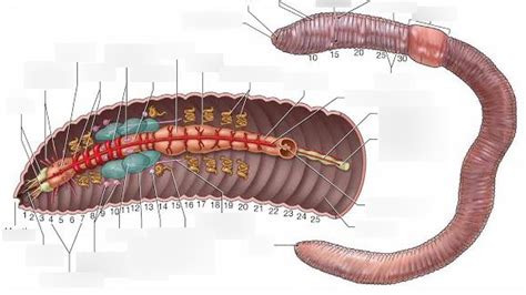 Earthworm 28.63 Diagram | Quizlet