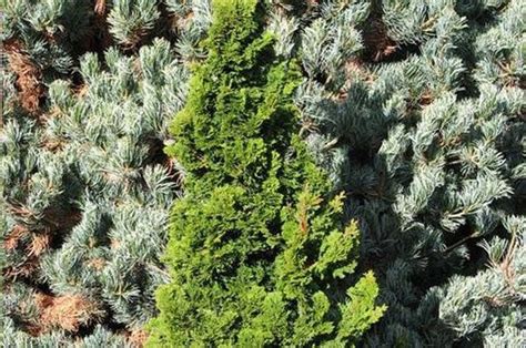 Evergreen Shrubs For Shade Top 17 Choices Plantingtree Shade Shrubs Shade Plants