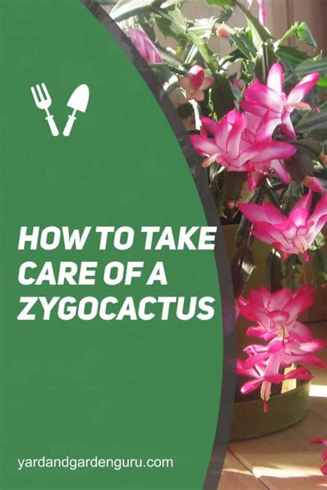 How To Take Care Of A Zygocactus