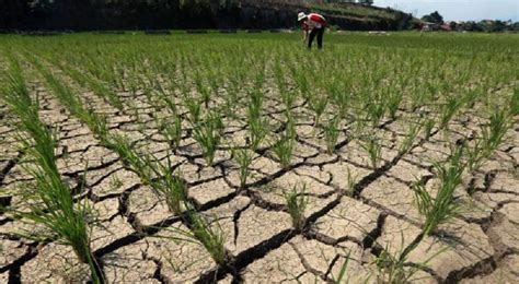 Sumsel Berpotensi El Nino Petani Waspadai Dampak Kekeringan