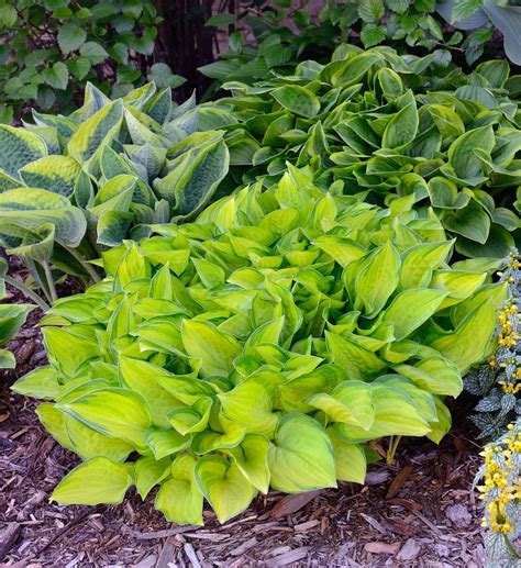 Zone 8 Shade Perennials - Growing Zone 8 Perennials In Shade Gardens