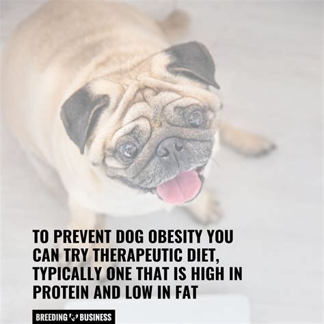 How Do Dogs Become Obese Cause Effect Prevention And Faq