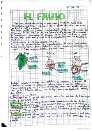 Plantas Vasculares Unidad Plantas Vasculares Con Semillas La