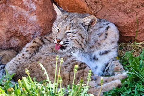 17 Interesting Mexican Bobcats Facts