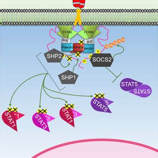 | The growth hormone receptor domain organization. | Download Scientific Diagram