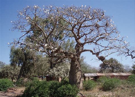 Toborochi, Bolivia | toborochi tree