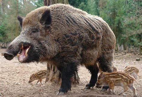 Wild Boar Swine Hunting Information And Pictures All Wildlife Photographs