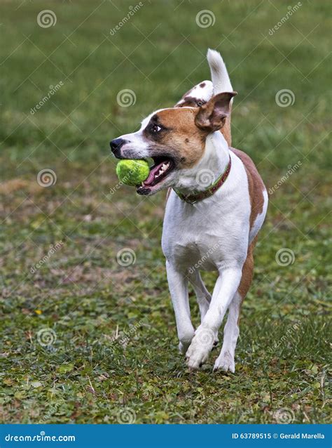 Boxer Labrador Retriever Mixed Breed Dog Stock Image - Image of breed