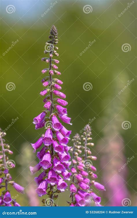 Common Foxglove Woodland Edge Stock Photo Image Of Environment