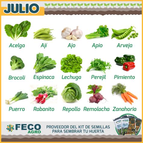 Qué podemos sembrar en nuestra huerta en el mes Julio Fecoagro