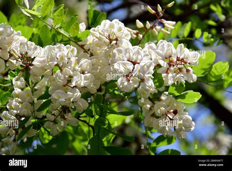 Black Locust Gewöhnliche Robinie Robinia Pseudoacacia Fehér Akác