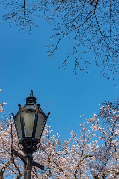 As Flores De Cerejeira Florescem Na Primavera Ao Redor Do Parque Tokyo