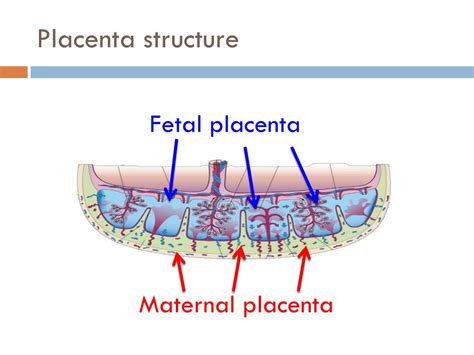 Placenta Structure And Function