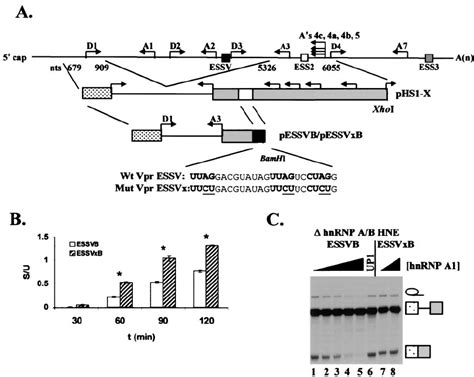 Effect Of HnRNP A1 On ESSV Activity In Substrates ESSVB And ESSVxB A