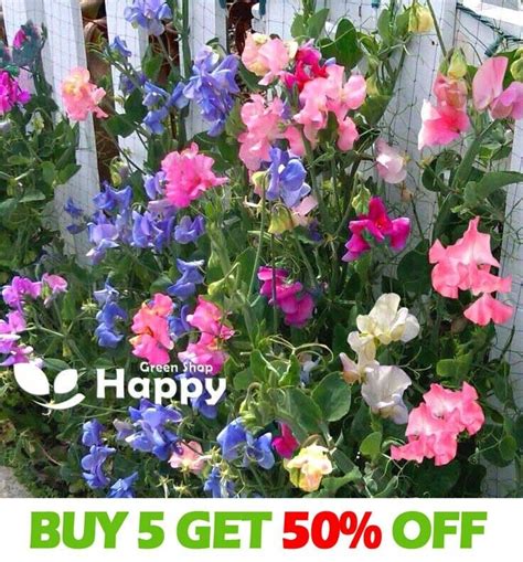 SWEET PEA BIJOU DWARF MIX 40 SEEDS Lathyrus Odoratus ANNUAL