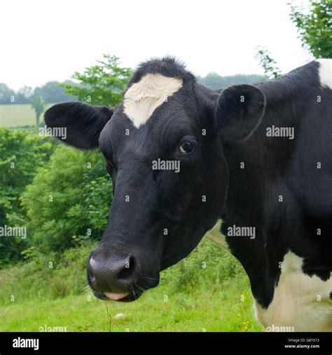 Holstein dairy farm hi-res stock photography and images - Alamy