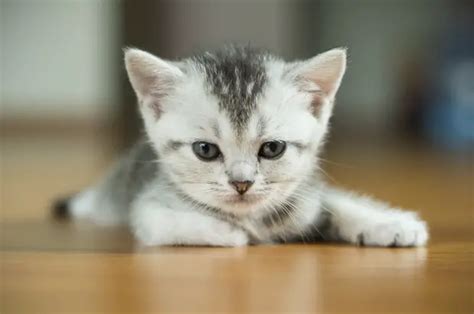 Por Que Dizem Que Os Gatos Têm Sete Vidas Cultura Cultura Mix