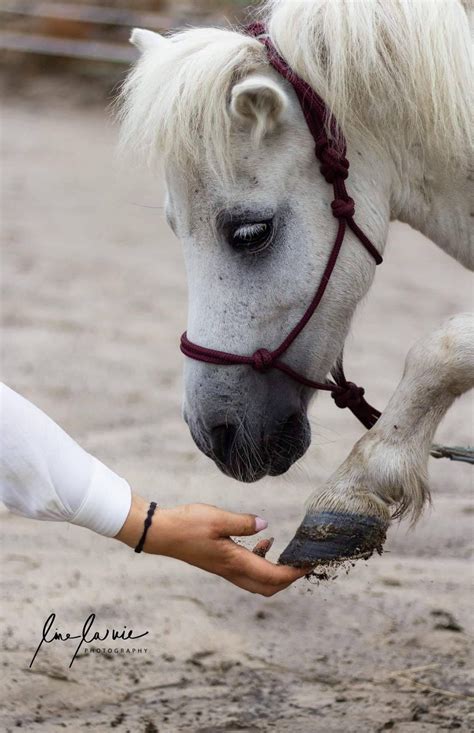 Lustige Süße Pferde Bilder Susse Lustige Hannoveraner Pferd Tierliebe