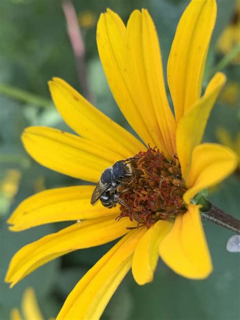 Chelostomoides From Fox Chase Dr Southaven Ms Us On July At