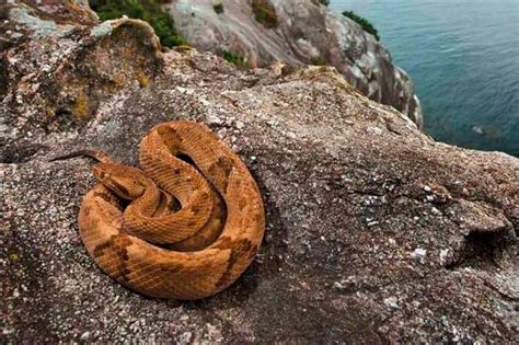 Ilha Das Cobras Prensa Latina