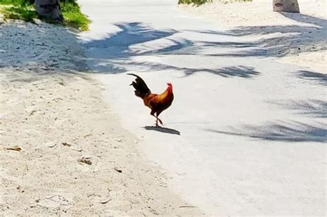 Key West Chickens Like The Beach Too 🌴 Wild Chickens In The Florida