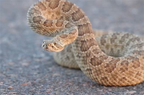 Though rattlesnake bites are rare, officials urge caution after bitten child dies near Colorado ...