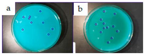 Fermentation Free Full Text Biosurfactants Produced By Yeasts