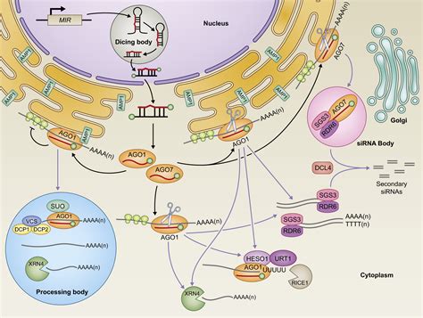 The How And Where Of Plant MicroRNAs Yu 2017 New Phytologist