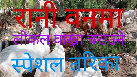 लोकल वाख्रा जंगलमा चराउने स्पेशल तरिका सिक्नुहोस Goat Farming In Nepal