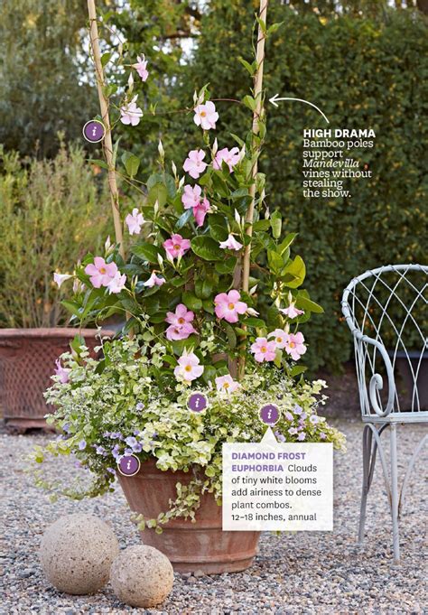 How To Grow Clematis In A Pot Artofit